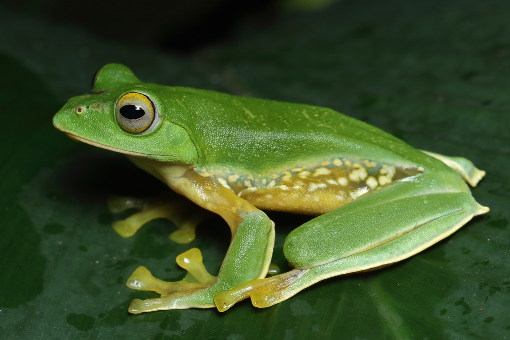Anaimalai Flying Frog