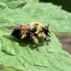 Laphria sacrator