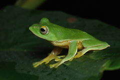 Rhacophorus pseudomalabaricus