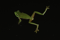 Rhacophorus pseudomalabaricus