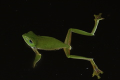 Rhacophorus pseudomalabaricus