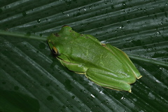 Rhacophorus pseudomalabaricus