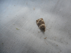 Olethreutes fasciatana