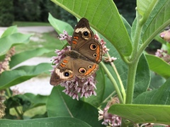 Junonia coenia