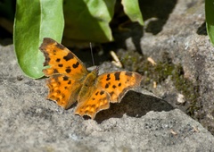 Polygonia c-album