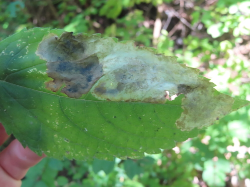 Calycomyza flavinotum photo 6