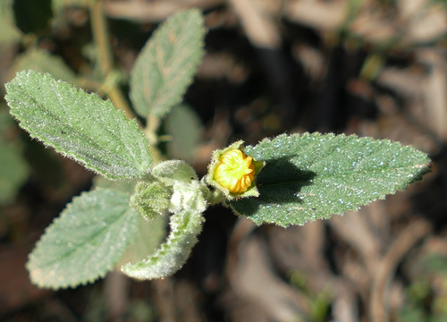 Sida atherophora observed 2024-08-19