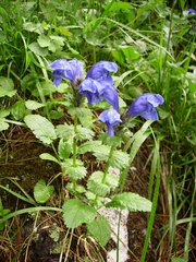 Dracocephalum grandiflorum