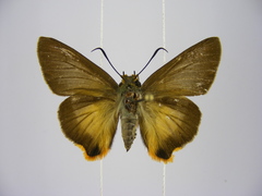 Coeliades forestan forestan