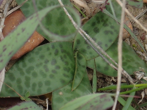 Image of Ledebouria revoluta by (c) Rosario, some rights reserved (CC BY)