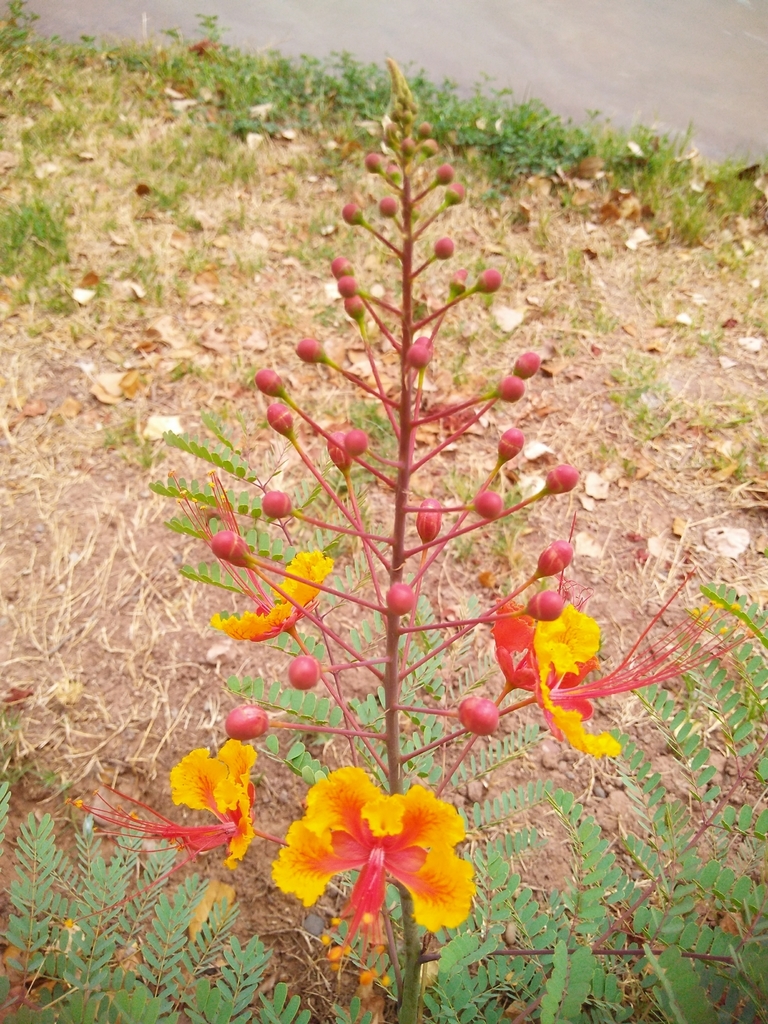 Caesalpinia pulcherrima, Francisco Eusebio Kino 247, Privada de la Laguna, 85134 Cd Obregón, Son., México