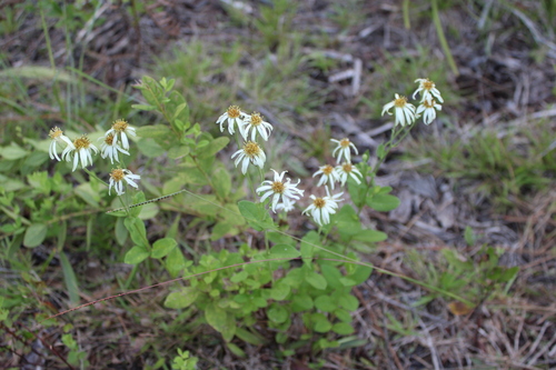 Image of Oclemena reticulata by no rights reserved
