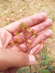 Caesalpinia pulcherrima