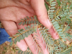 Caesalpinia pulcherrima
