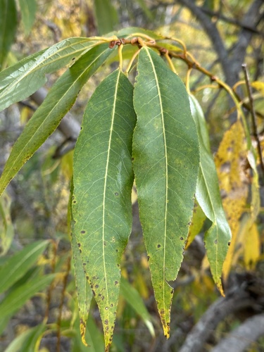 Image of Salix lasiandra by no rights reserved