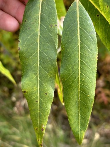Image of Salix lasiandra by no rights reserved