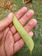 Caesalpinia pulcherrima