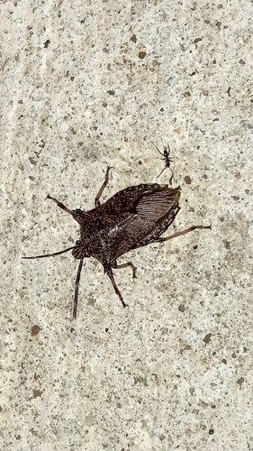 Giant Strong-nosed Stink Bug photo 3