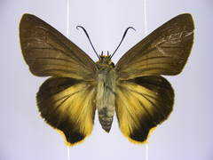 Coeliades forestan forestan