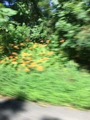 Hemerocallis fulva