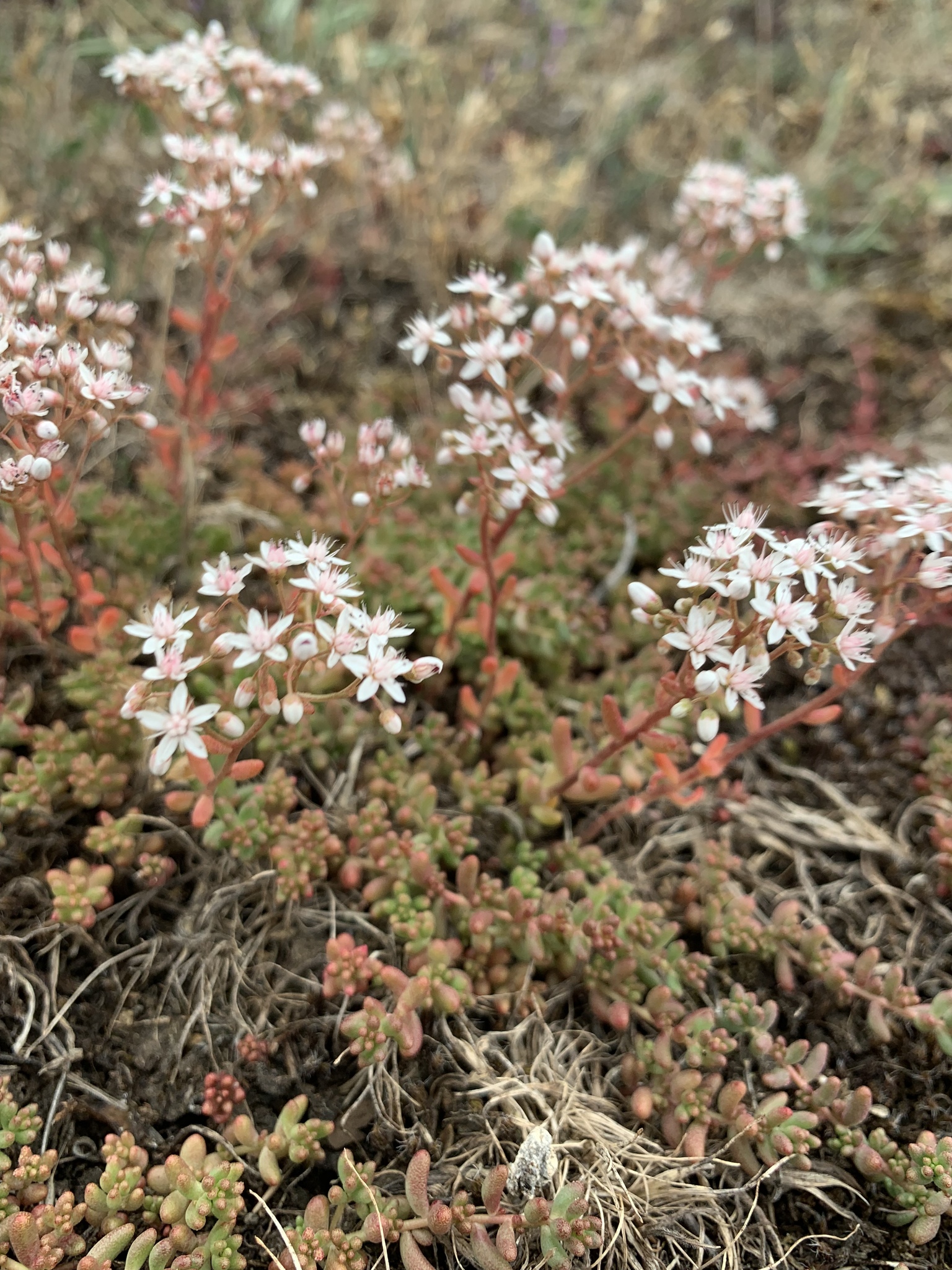 Sedum album
