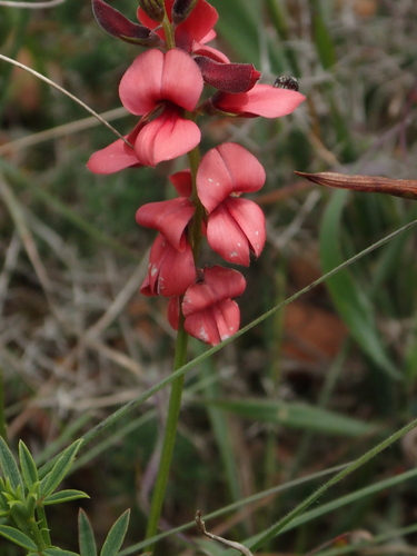 Image of Indigofera heterophylla by (c) Rosario, some rights reserved (CC BY)