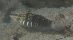 Halfbarred Goby photo 3