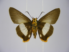 Coeliades forestan forestan