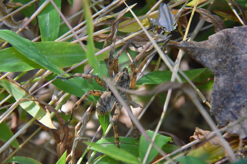 Georgia Wolf Spider photo 5