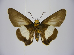 Coeliades forestan forestan