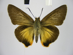 Coeliades forestan forestan