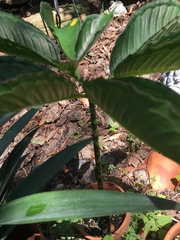 Amorphophallus bulbifer