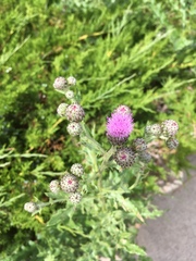Cirsium arvense