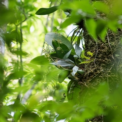 Prosthechea barbozae