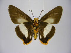 Coeliades forestan forestan