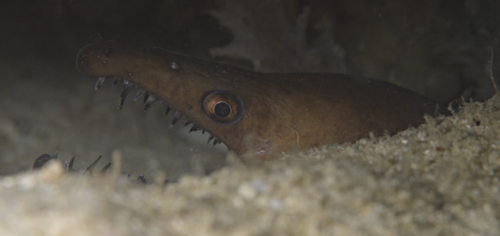 Bayer's moray (Enchelycore bayeri) — Muraenidae — 5
