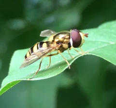 Epistrophella emarginata
