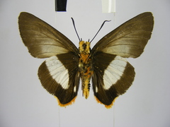 Coeliades forestan forestan