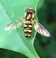 Epistrophella emarginata