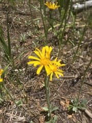 Senecio actinella