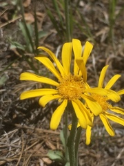 Senecio actinella