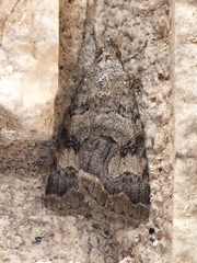 Eubolina impartialis