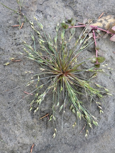 Juncus bufonius