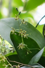 Prosthechea barbozae