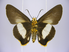 Coeliades forestan forestan