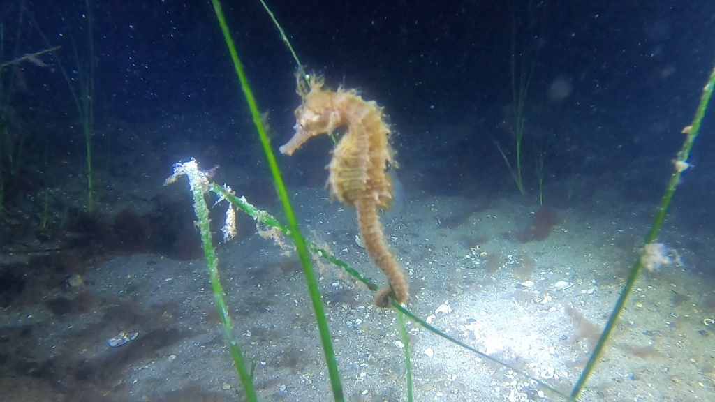 Lined seahorse (Hippocampus erectus) — Syngnathidae