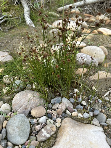 Image of Juncus nodosus by no rights reserved