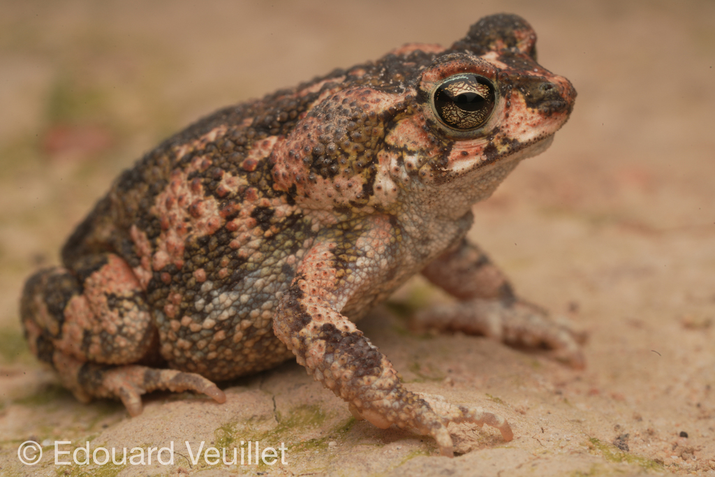 Rhinella nattereri