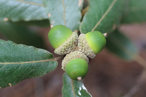 Quercus convallata