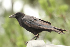 Corvus corone
